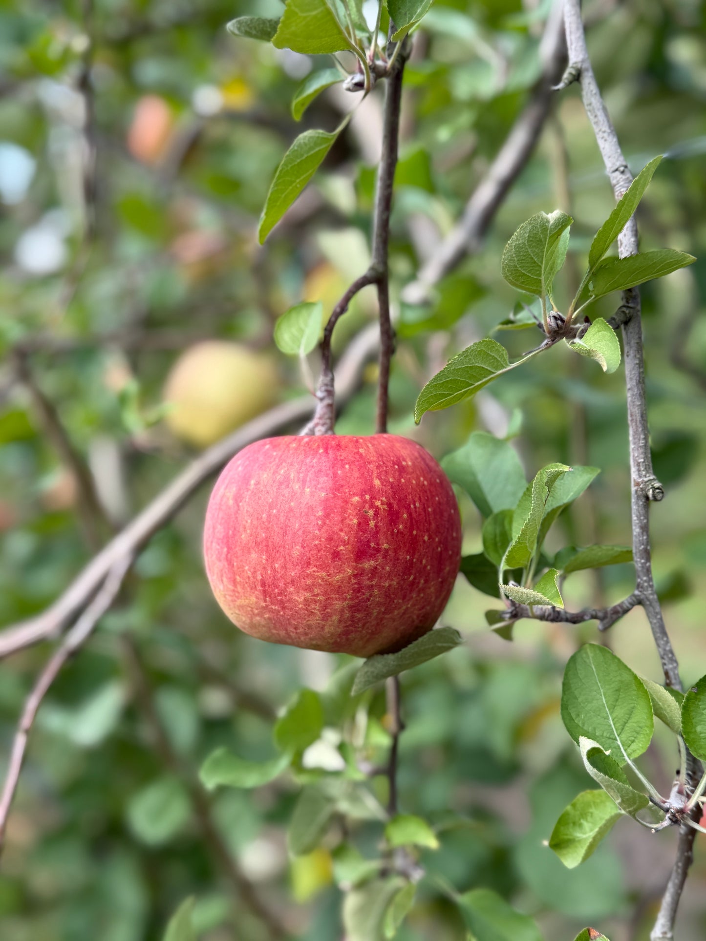 【りんご-ringo-】コールドプレスジュース