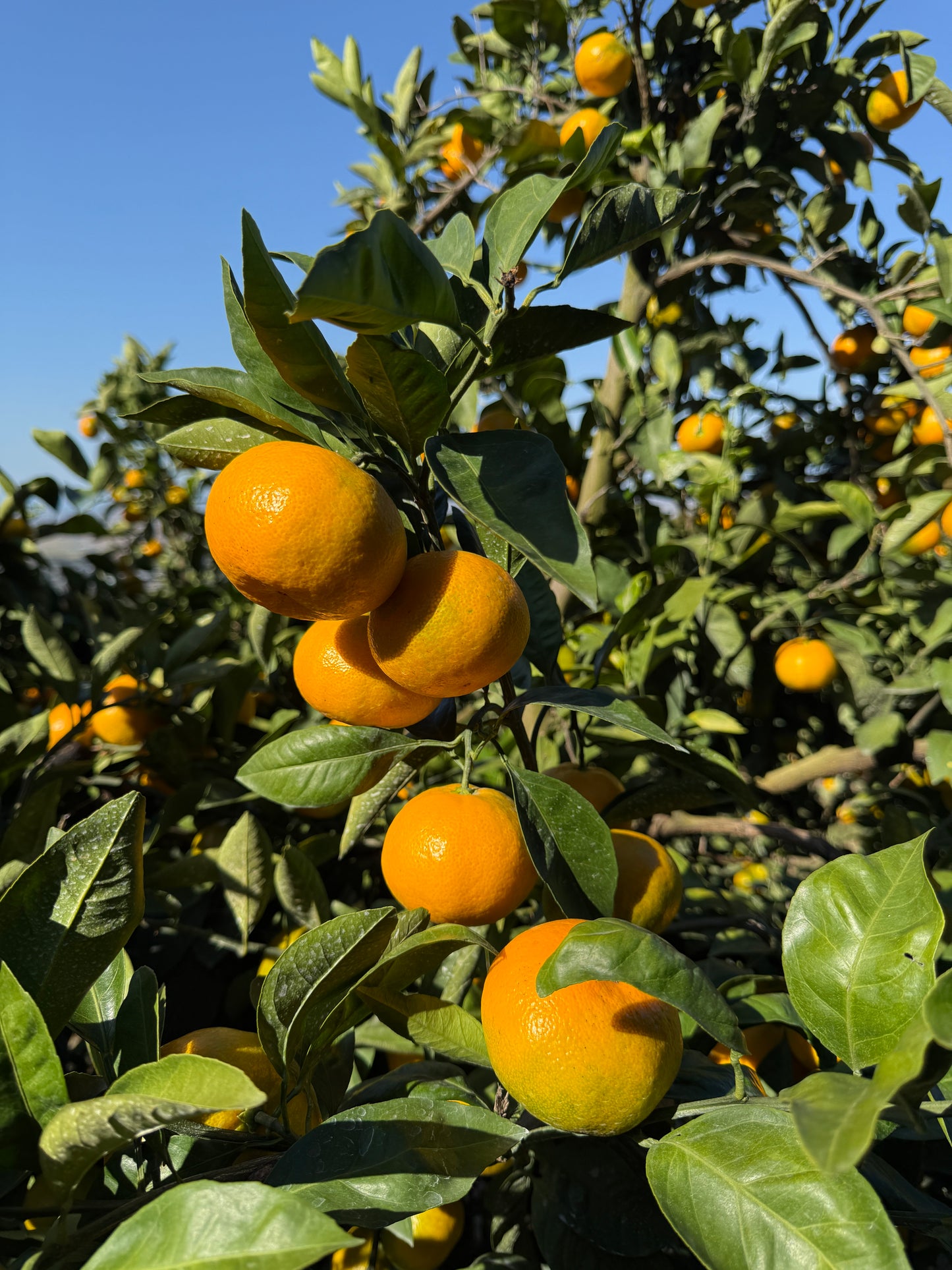 【みかん-mikan-】コールドプレスジュース