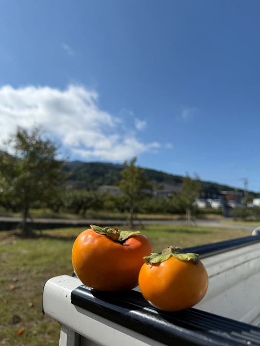 🍂柿の“へた”にまつわる小さなお話🌿