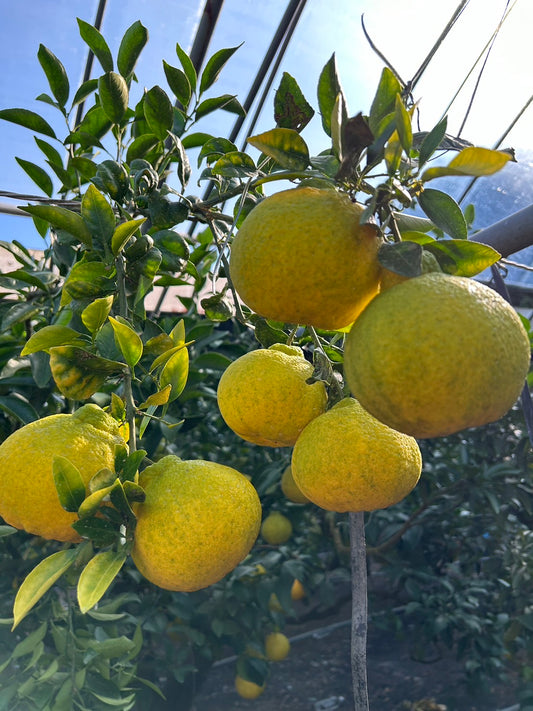 🍊みかん農園訪問✨