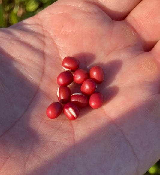 🫘あん美シリーズの「小豆」へのこだわり🌾