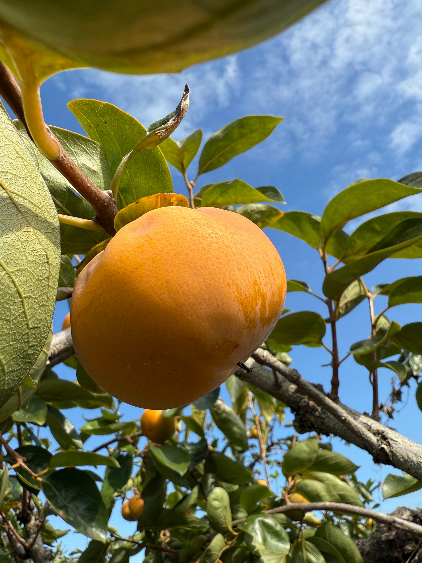 【かき-kaki-】コールドプレスジュース